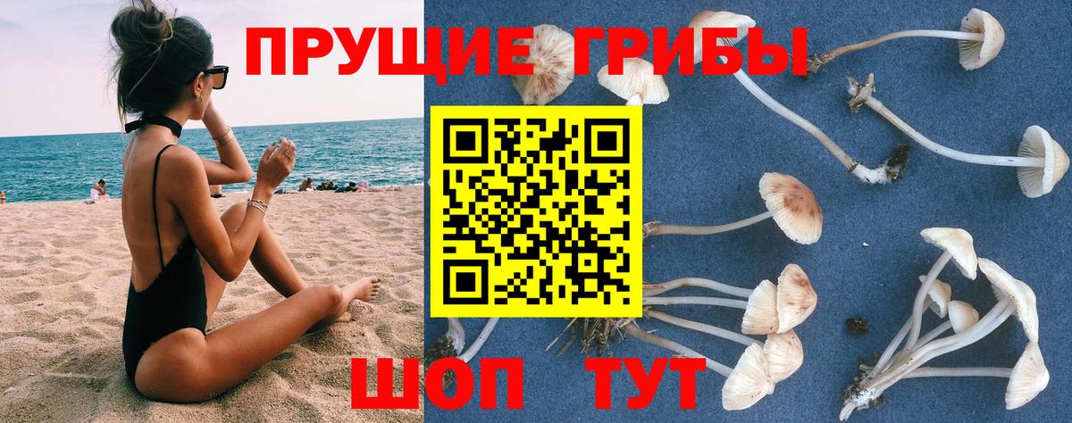 Псилоцибиновые грибы Psilocybine cubensis  Вход с VPN  Звенигород 